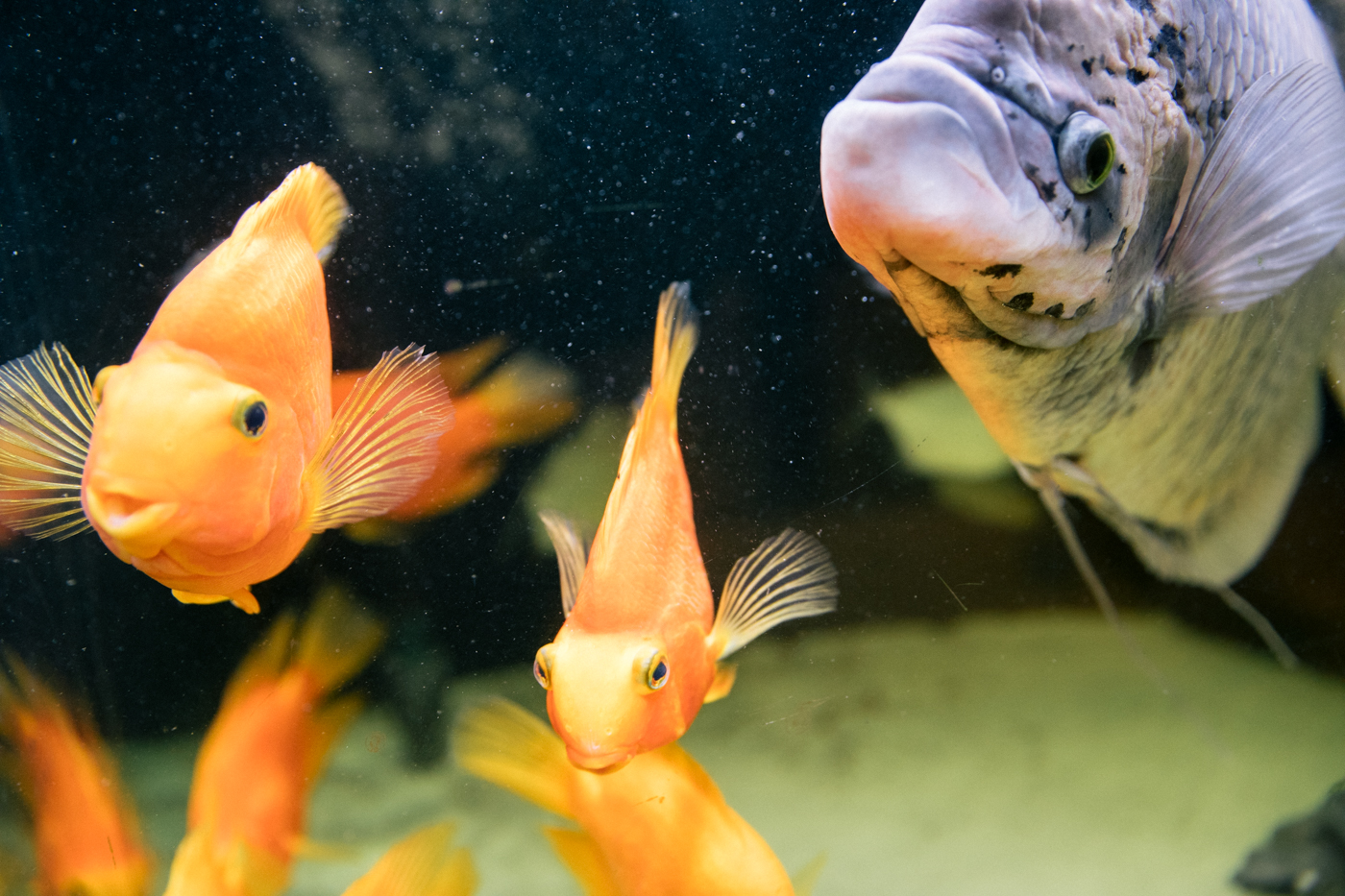 Nahaufnahme dreier Fische im Aquarium