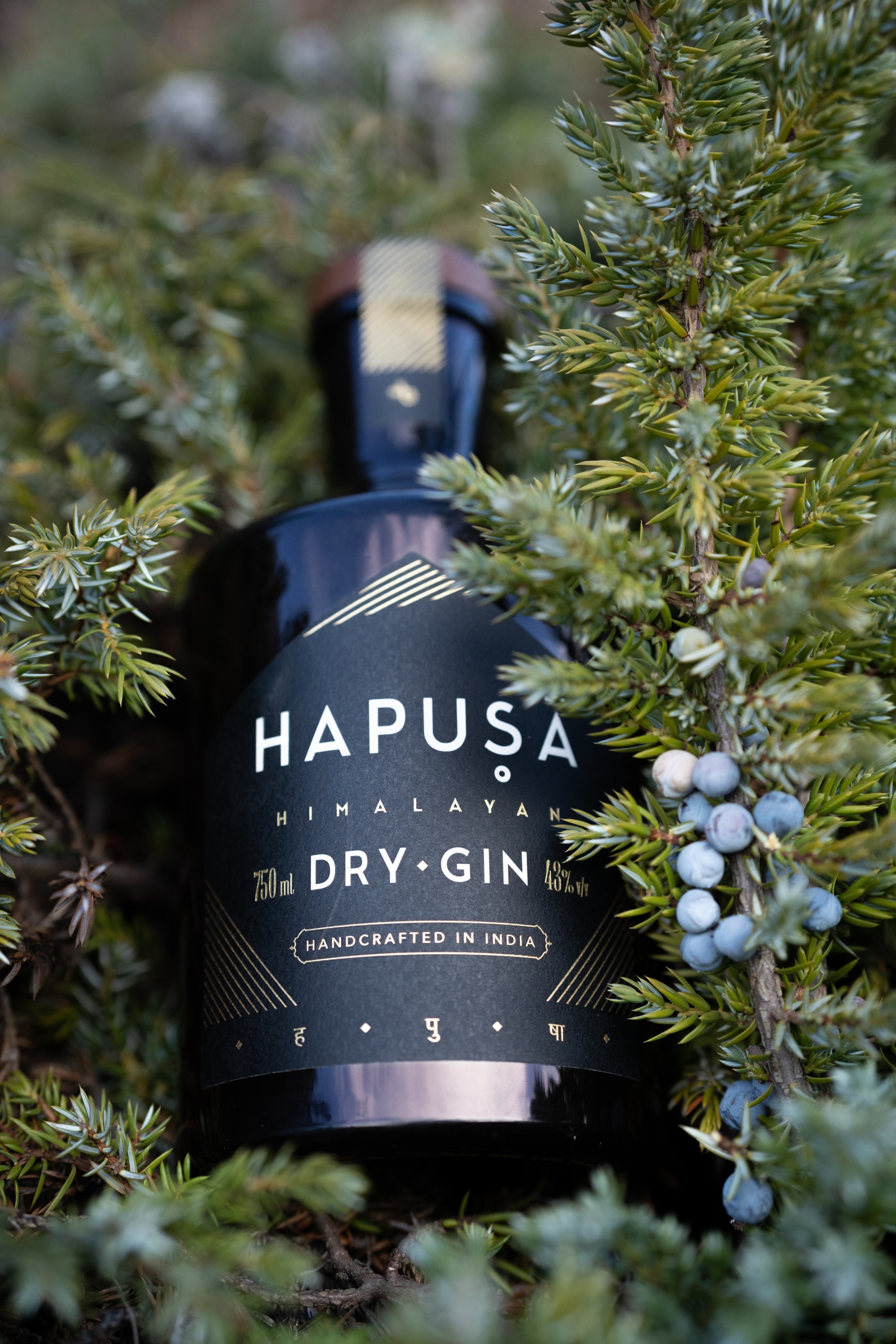 1545055945189-Hapusa-Juniper