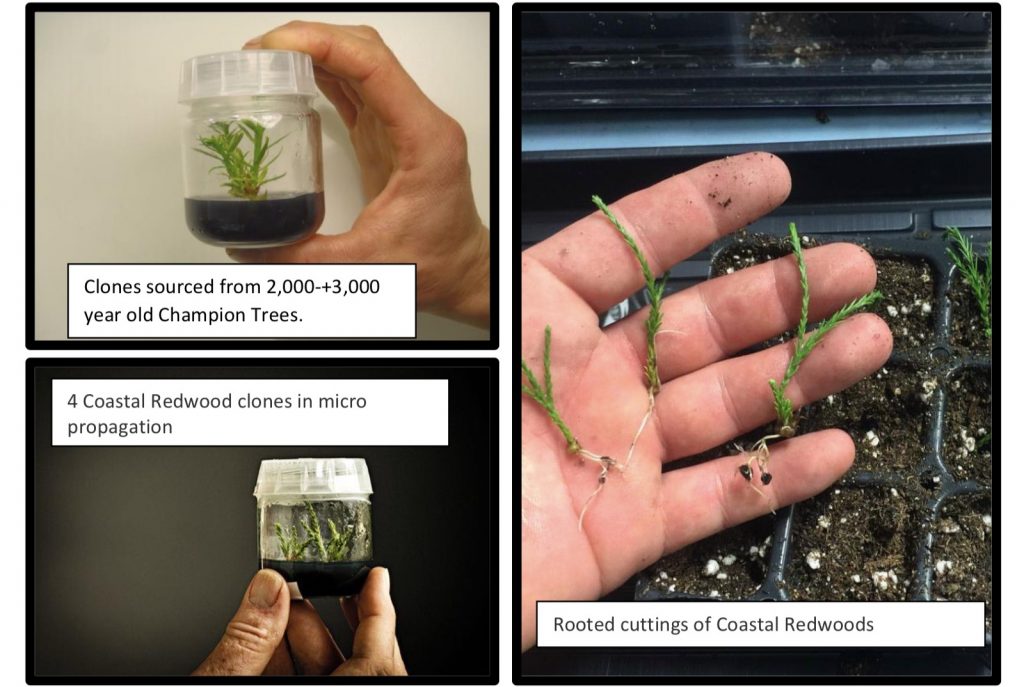 Tree saplings in the