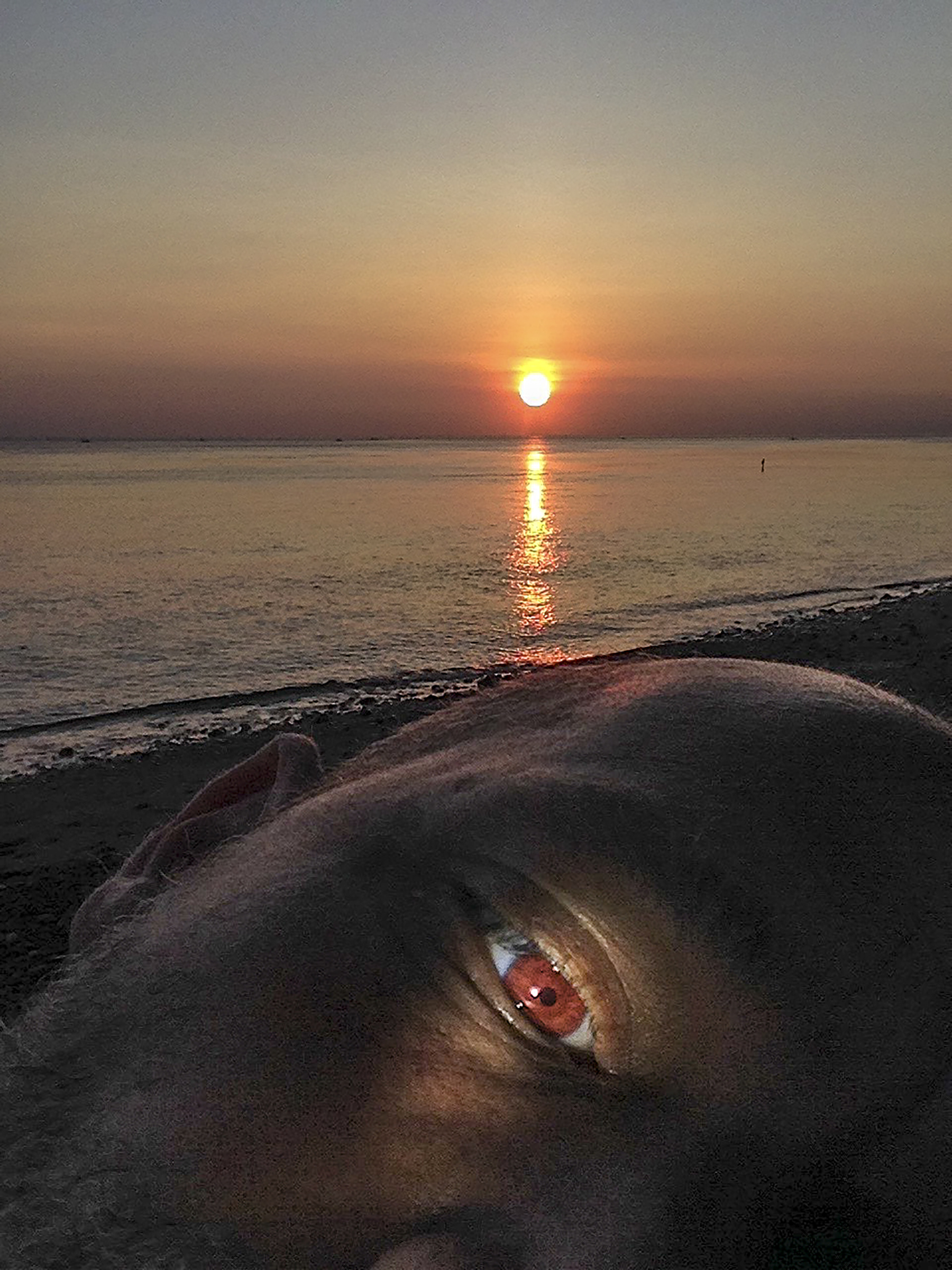 1548183689815-3_Other-Sunrise