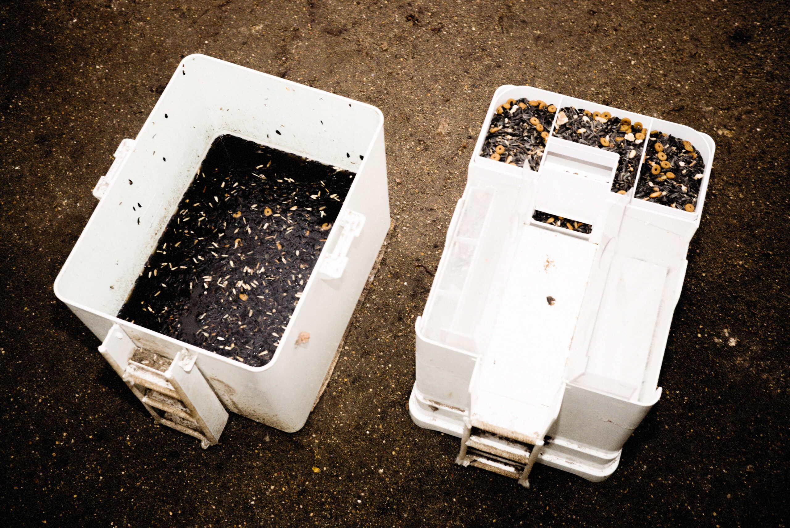 1548355585285-201901_vice_deratisation_9247-Modifier