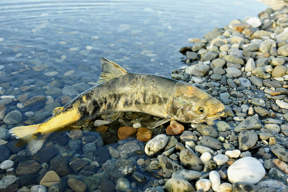 Biologist Mike Pearson found that poor work on the Trans Mountain pipeline made a local stream unsuitable for chum salmon. File photo: Shutterstock