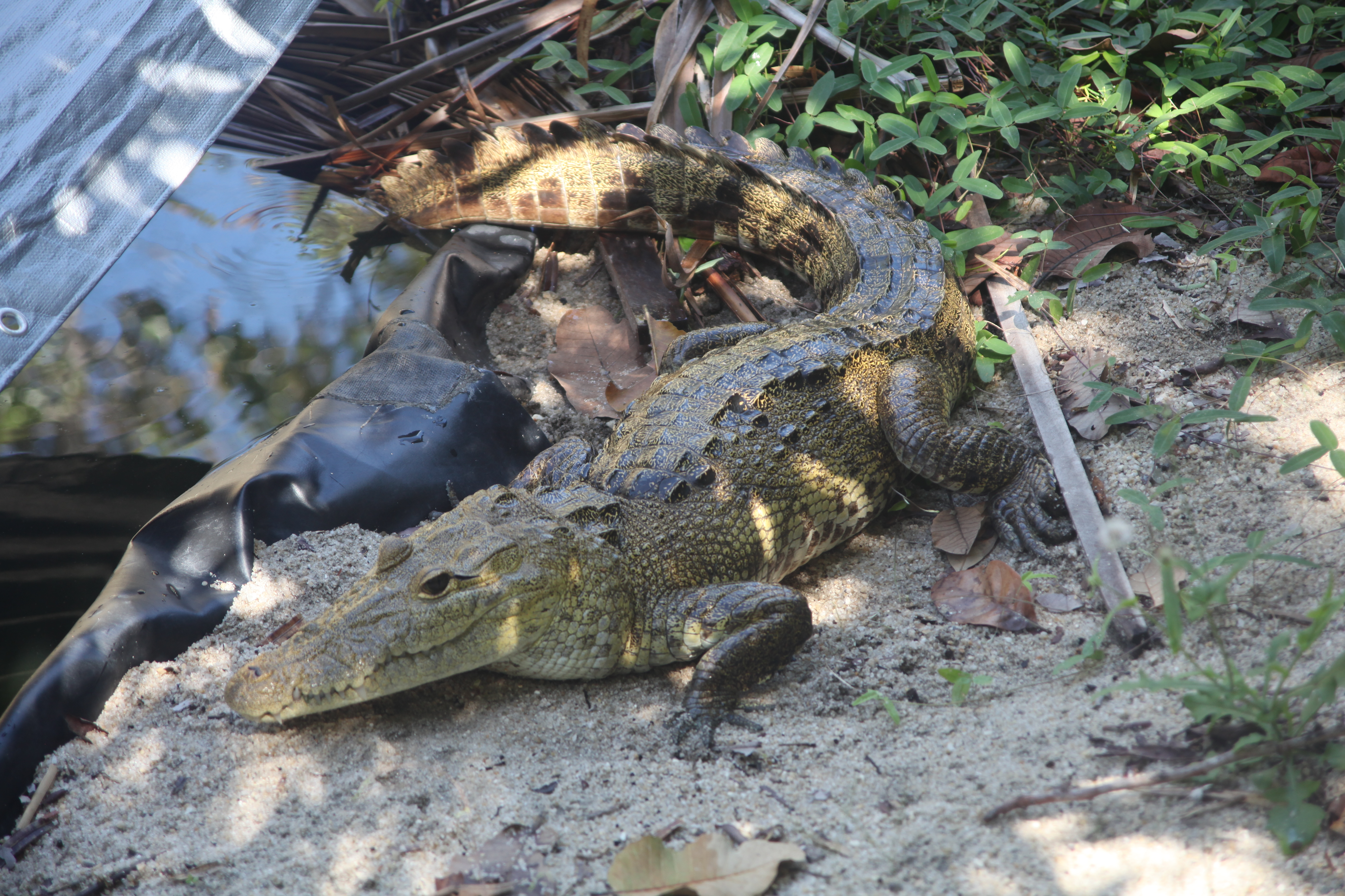 Rick the pet crocodile