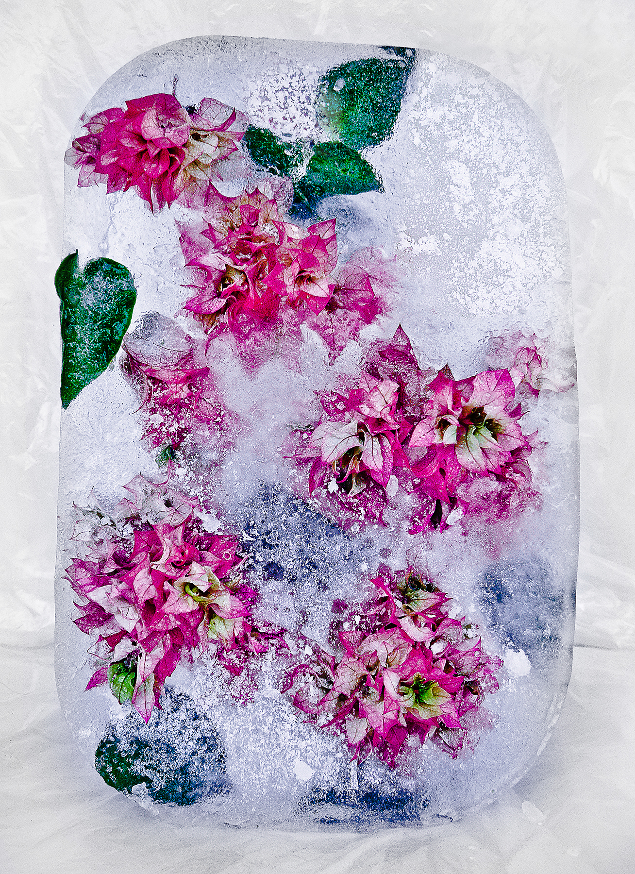 1550061340634-4_P8060935-1