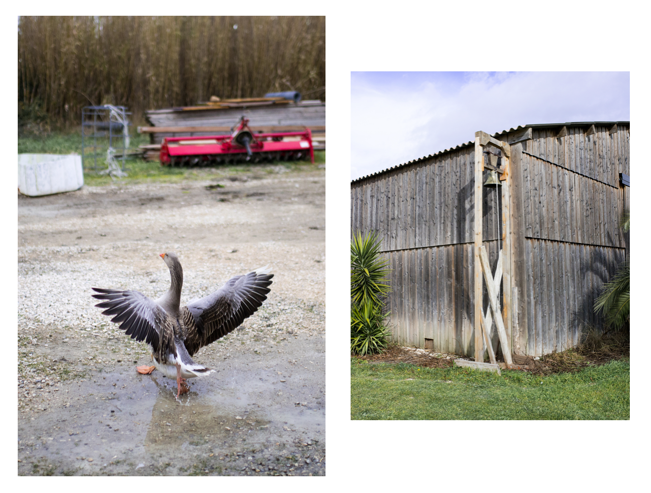 1551180066375-Canard-Camargue-Riz