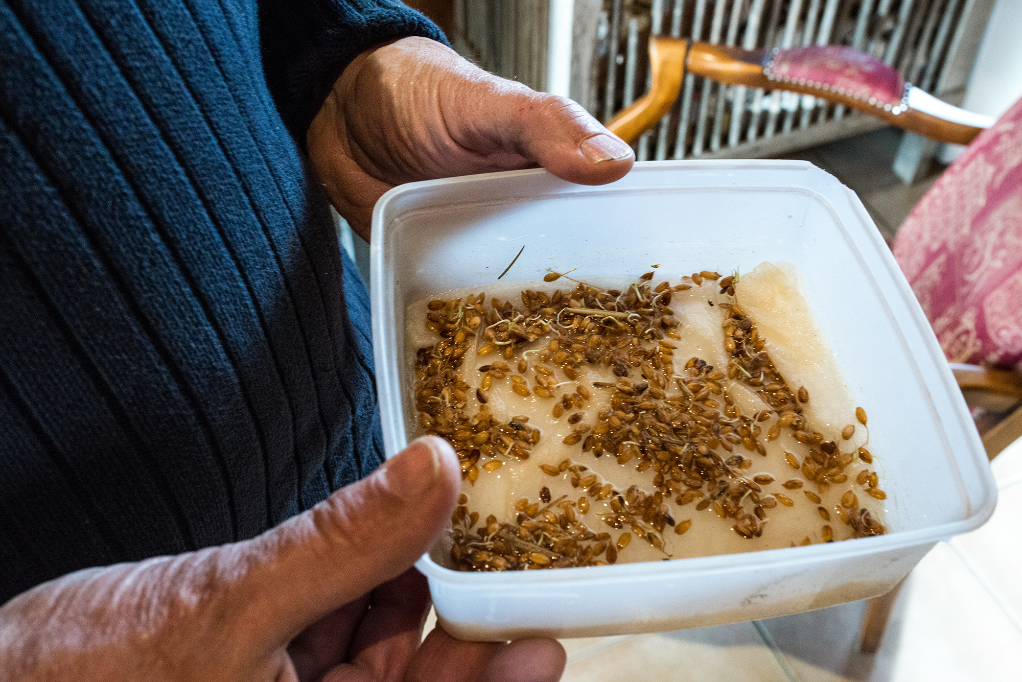 1551180178365-02-Ferme-de-Bernard-B-teste-de-nouvelles-semances-japonaises