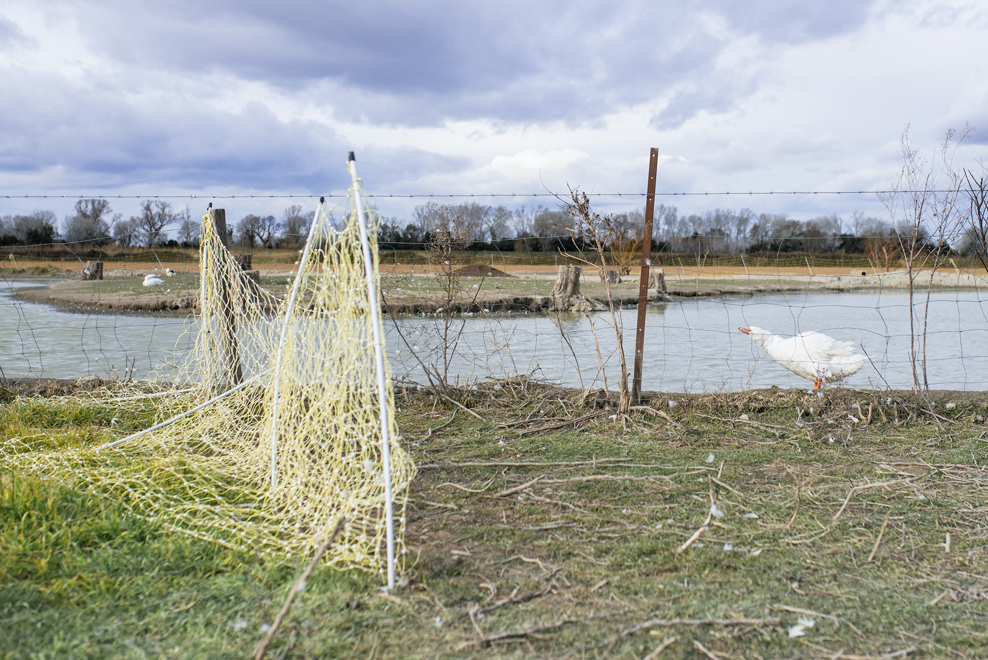 1551180412474-02-Ferme-de-Bernard-Reveil-dun-canard-au-bord-du-lac-artificiel-fait-par-B