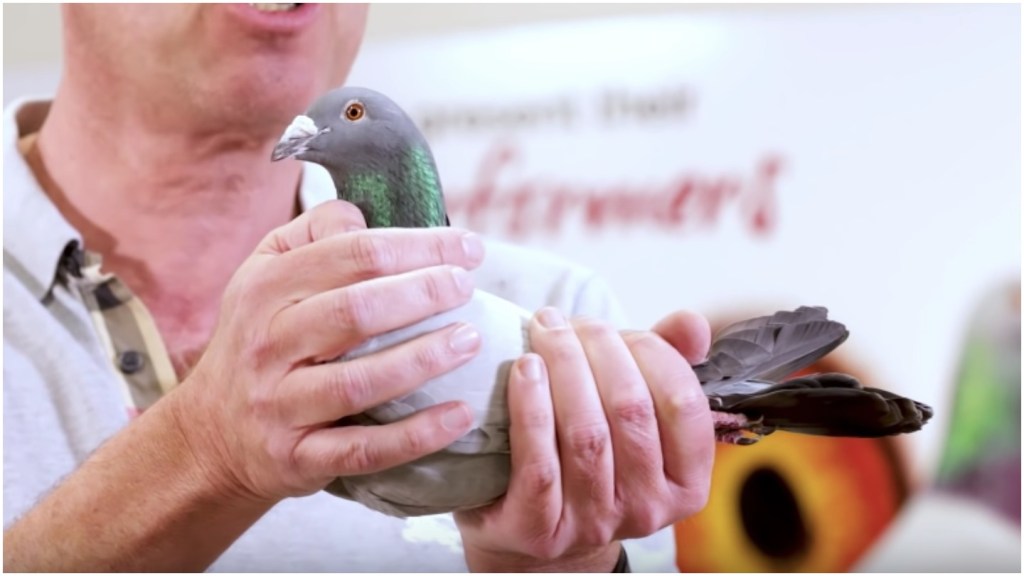 Punya Teman Tergila-Gila Balap Merpati? Pengusaha Cina Ini Lebih Gila, Beli Merpati Rp19,9 M