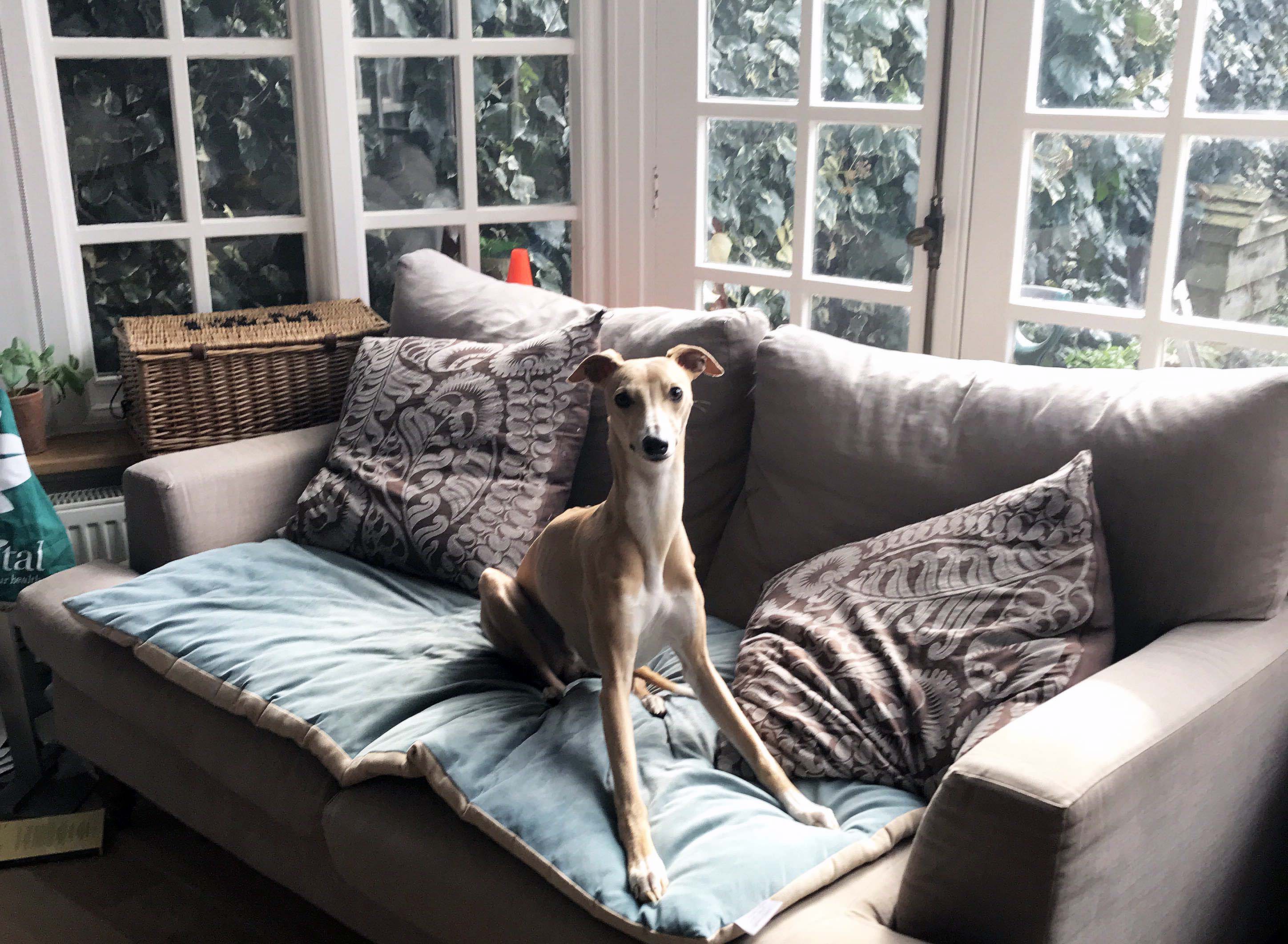 1553104033898-BEEWILSONDOG