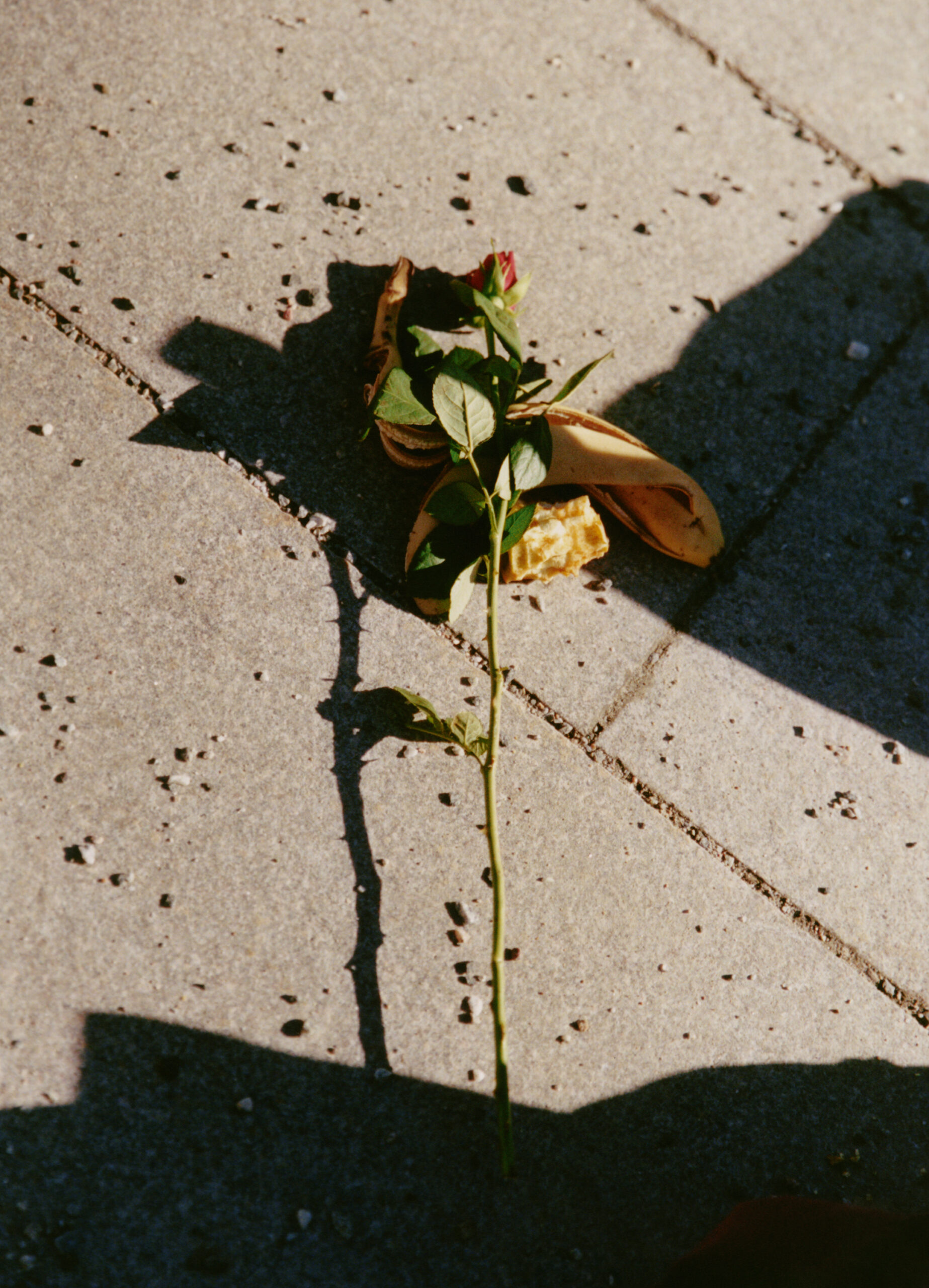 greta thunberg harley weir