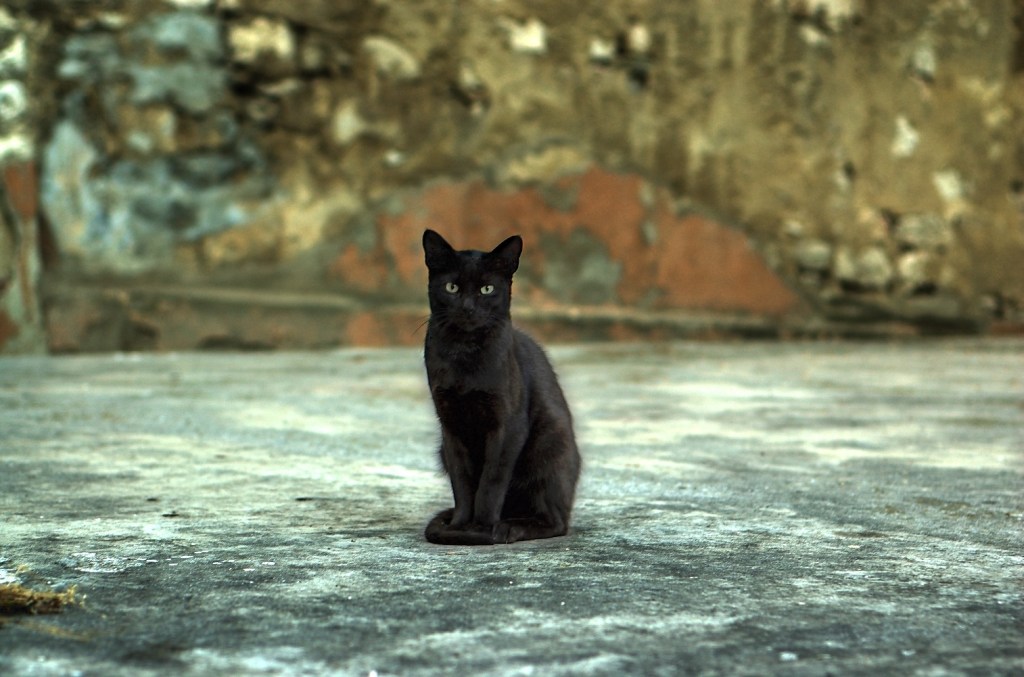 Mladi iz Srbije o tome koliko su danas sujeverni