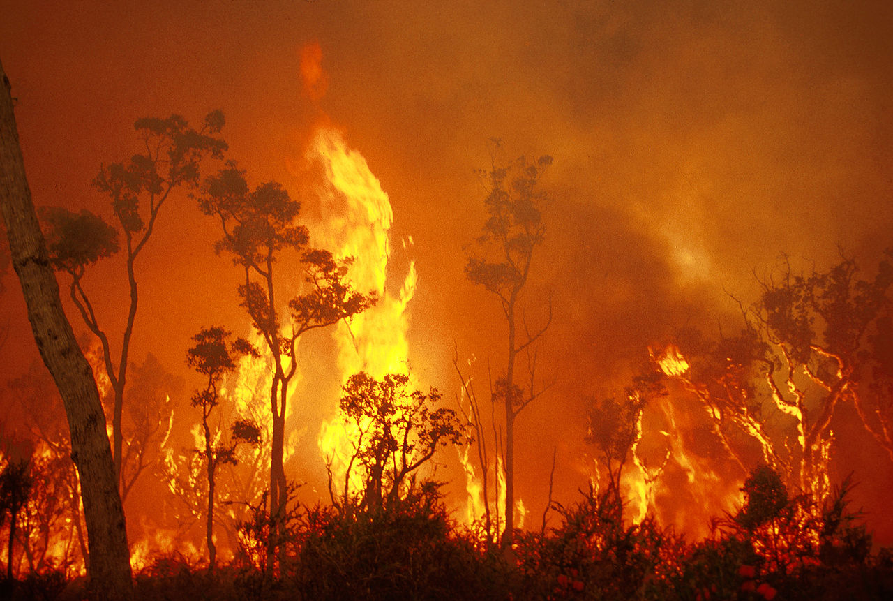 1562770862478-CSIRO_ScienceImage_439_Experimental_Bushland_Burning_Results
