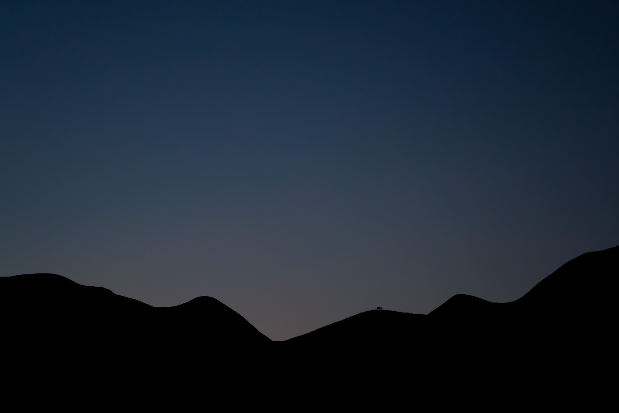 1559557157064-Philippine-Tamaraw-Count-2019-by-Martin-San-Diego-0011-07985