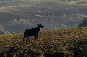 Philippines Tamaraws Endangered
