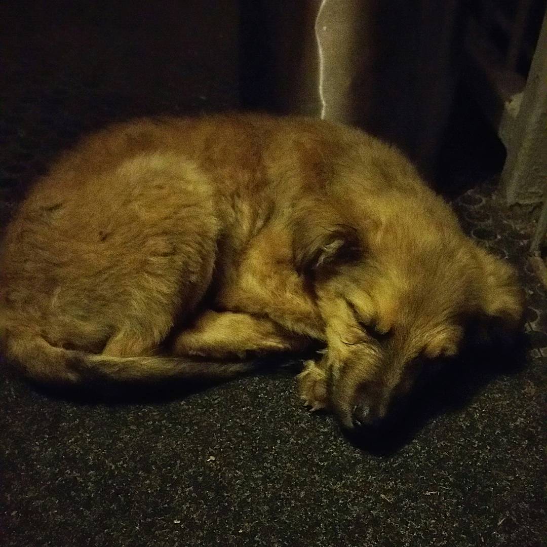 accidentul nuclear cernobil 1986 centrala nucleara reactor radiatii caine