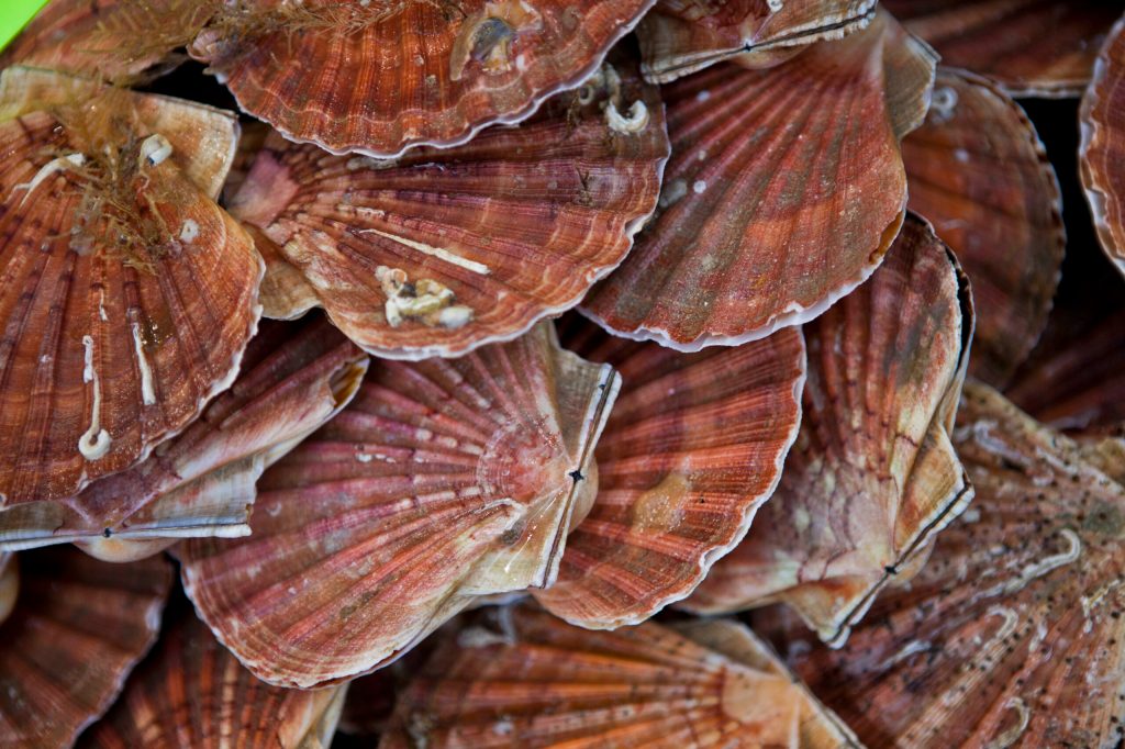 ホタテはヴィーガンなのか？