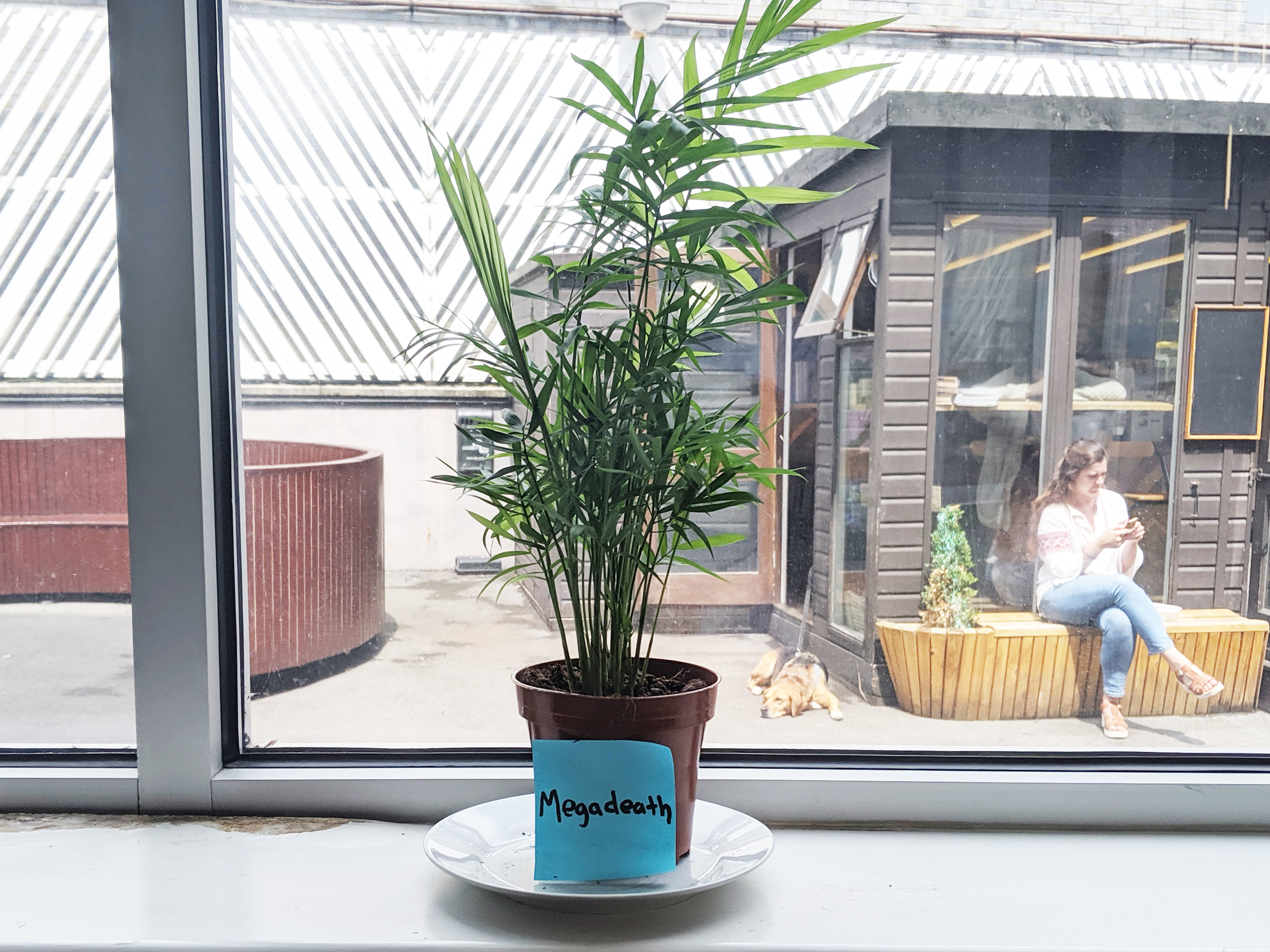 Plantasia Mort Gorsen