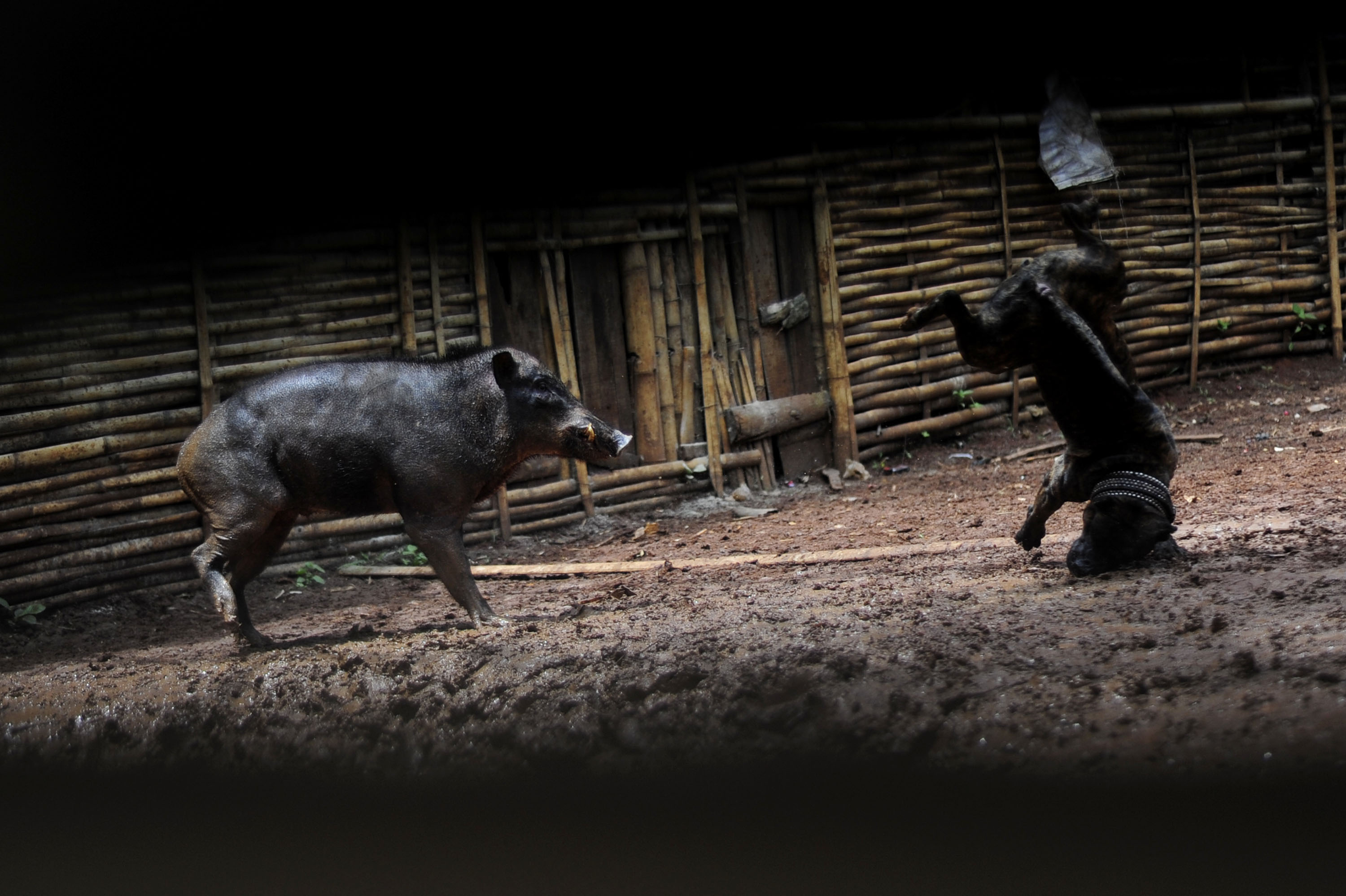 1563778362336-Bukbisj-Candra-Ismeth-Bey_Adu-Bagong-3