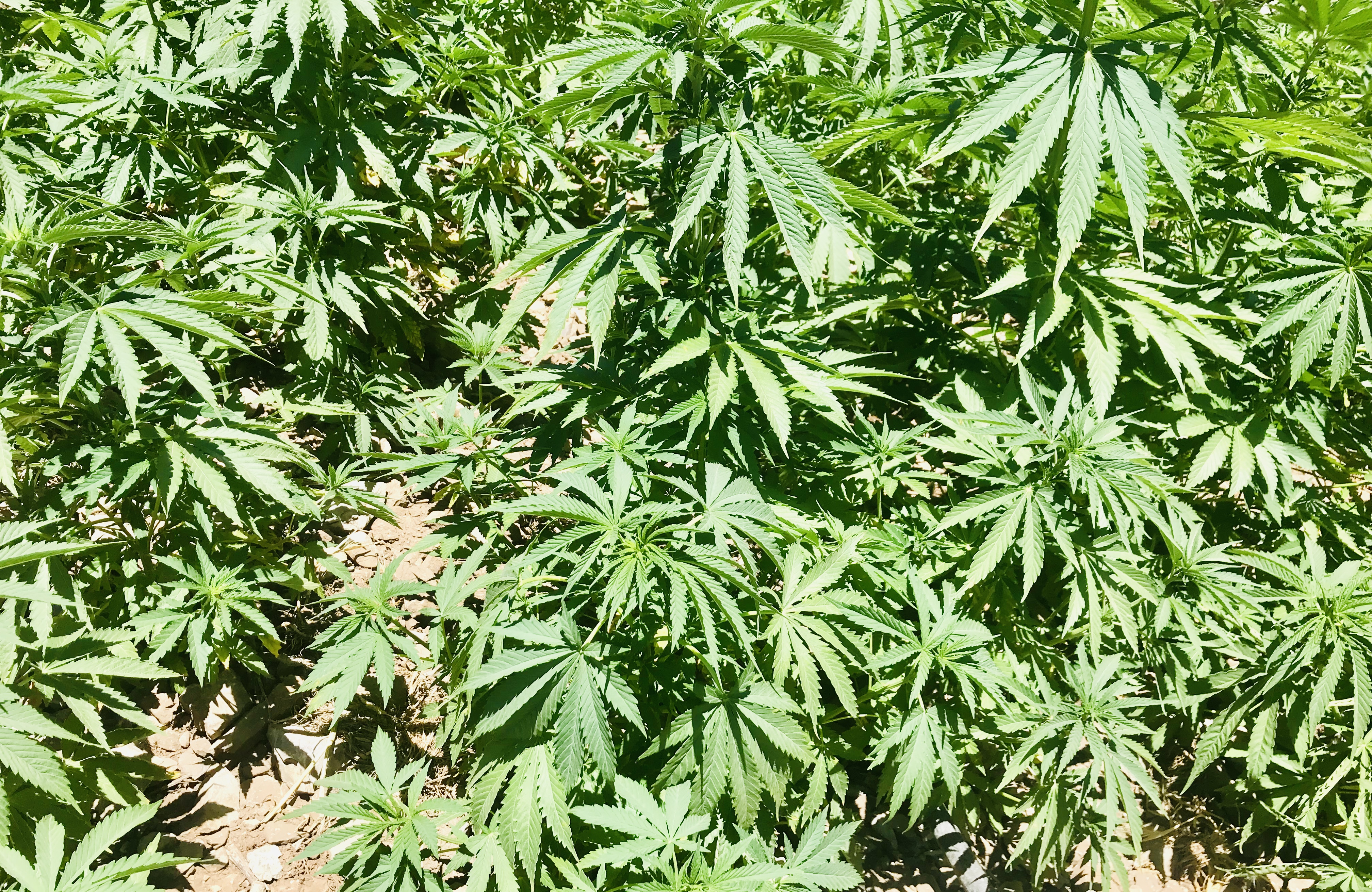 1563360265582-A-cannabis-field-on-the-outskirts-of-Chefchaouen