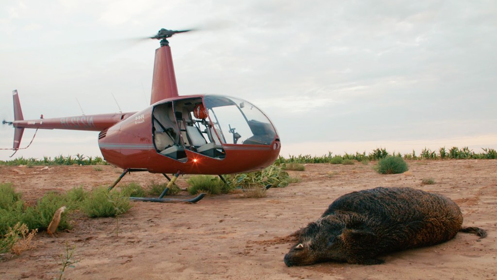 Feral Hogs Are Tearing Up Texas. So People Are Shooting Them from Helicopters.