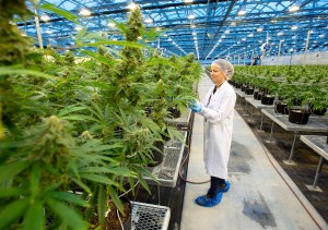 CannTrust and Hexo both announce cannabis job layoffs as Canadian weed industry struggles.