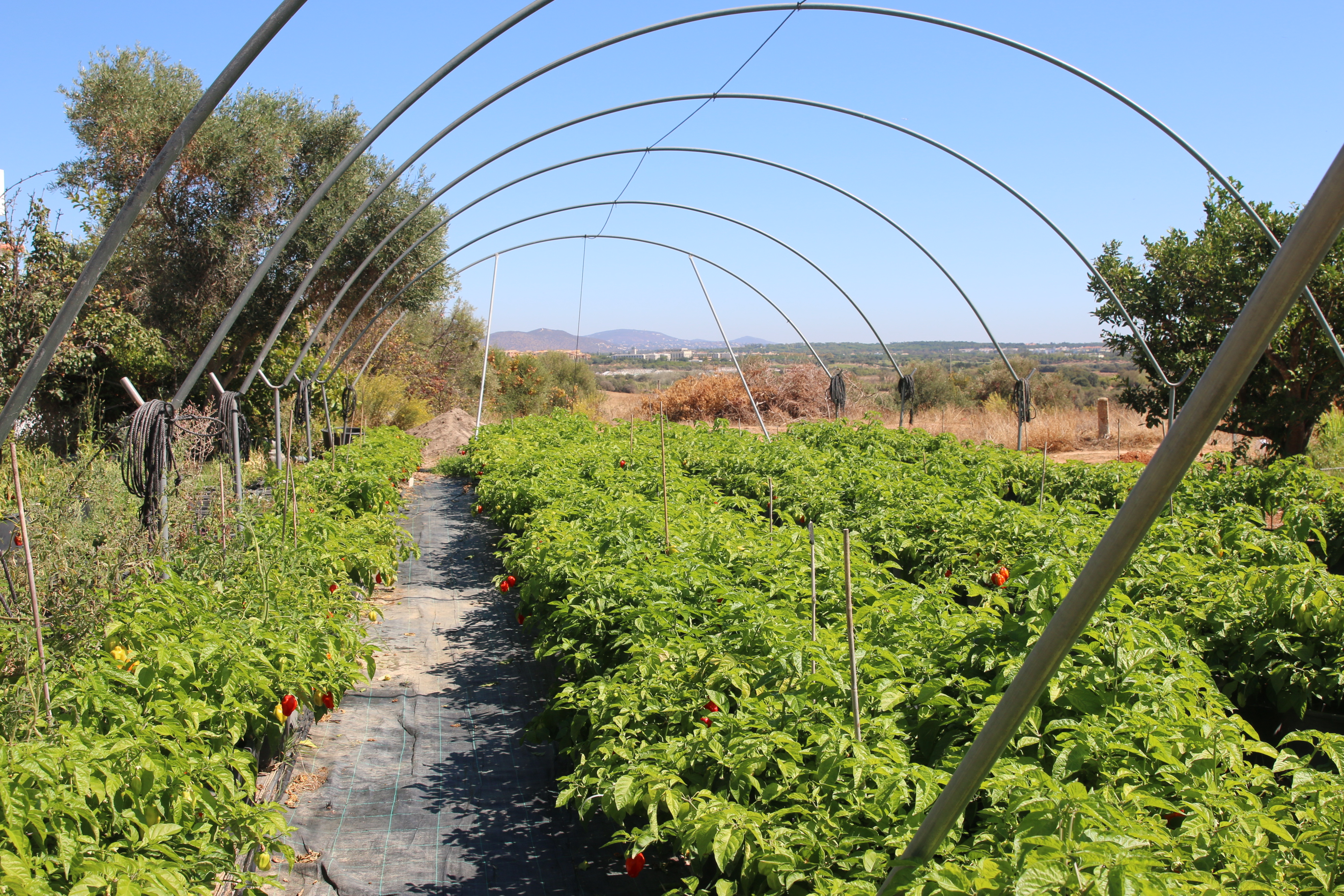 1573835383458-chili-farm-2