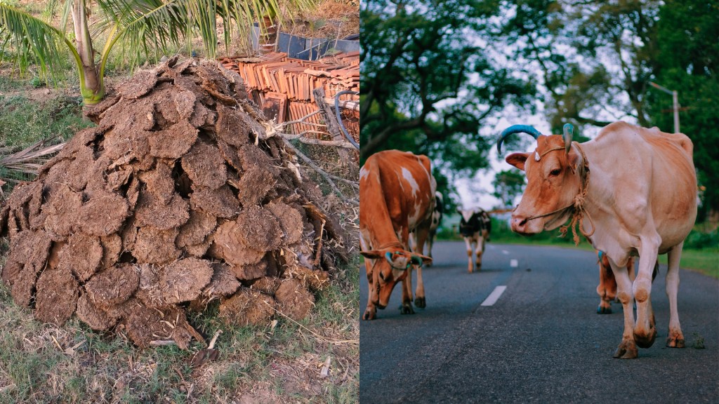 Ilustrasi tahi sapi dan kawanan sapi di jalanan