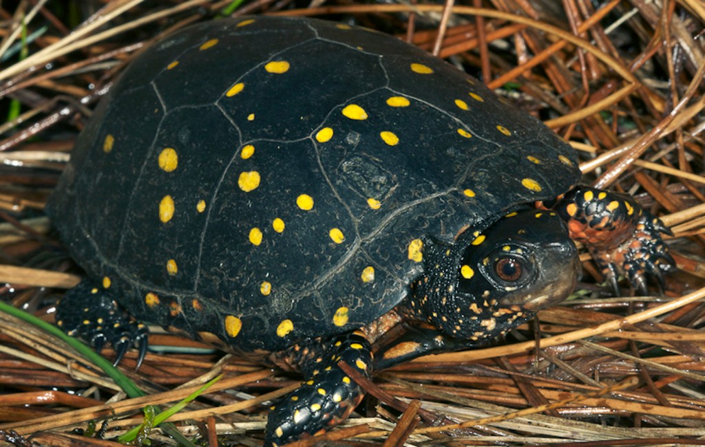 Sixty-seven percent of the spotted turtle's habitat has pollution in it but COSEWIC assessments say the threat of pollution is small. Photo courtesy of Todd Pierson/US Fish & Wildlife Service
