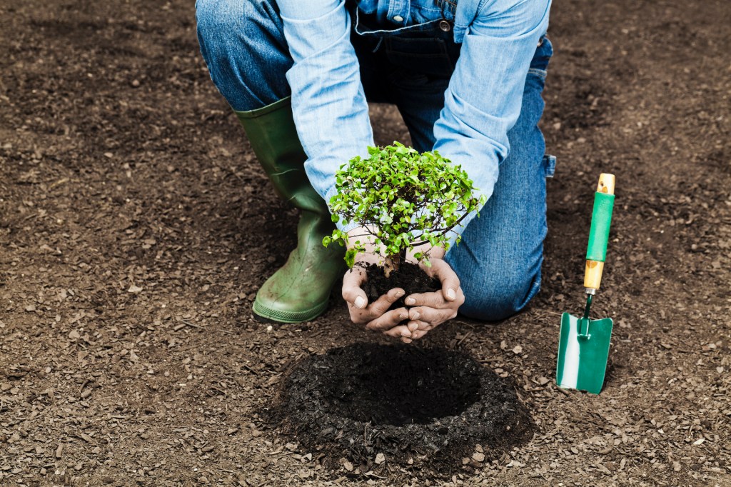 Cover image: Farmer planting a small tree (Getty Inages/aluxum)