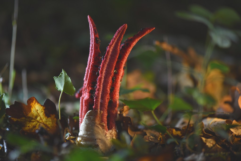 The fungus octopus stinkhorn. Image: Minh Hoang Cong/ 500 px