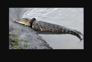 crocodile indonesia competition tyre