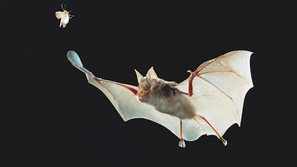 bats coronavirus
