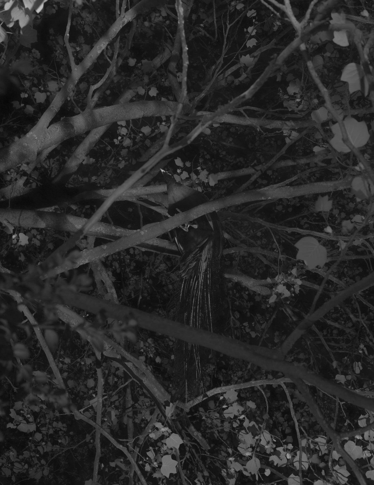 Black and white peacock in tree