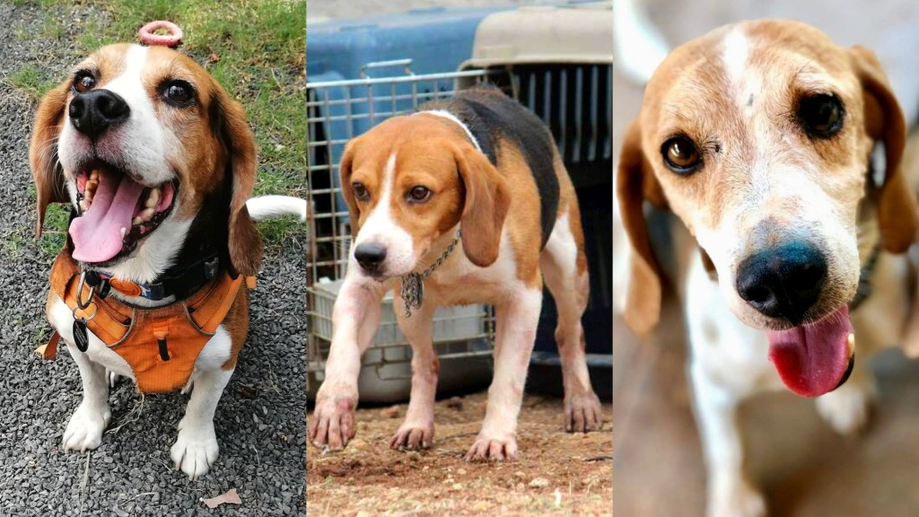 lab dogs beagles pets