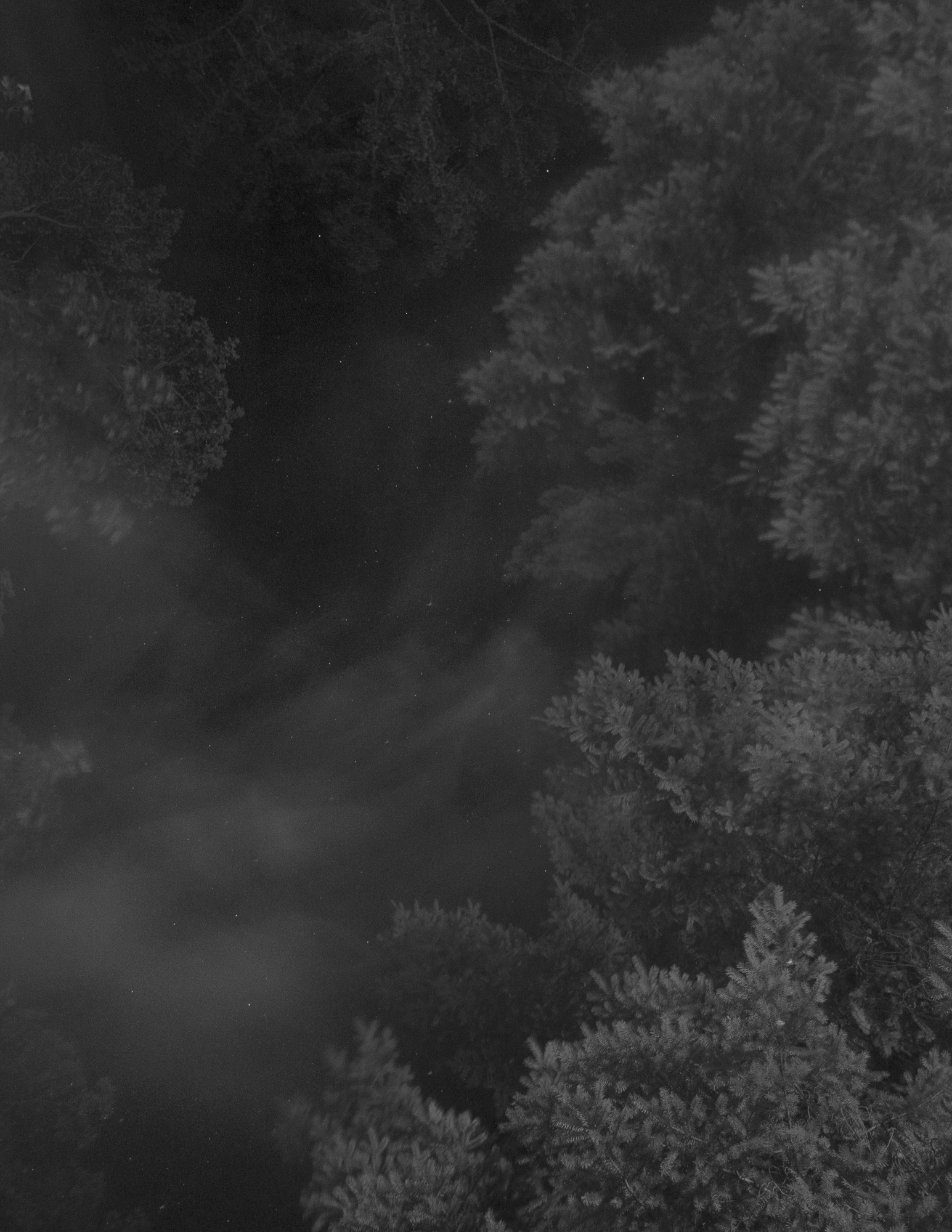 Black and white trees