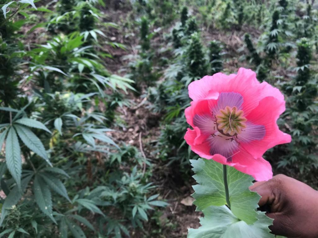 Cultivo de marihuana legal: un sueño dorado en la Sierra de Guerrero