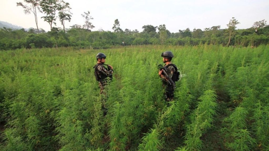 polisi temukan Ladang Ganja 1 Hektare di Lembang