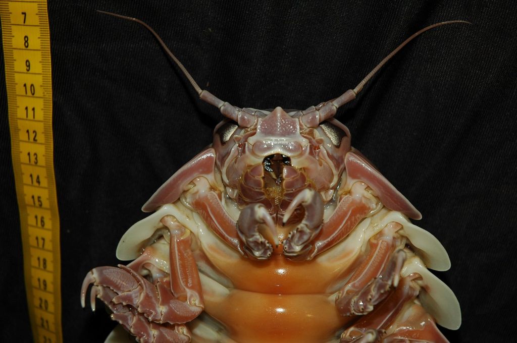 People Can’t Believe How Much This Sea Creature in Indonesia Looks Like a Giant Cockroach