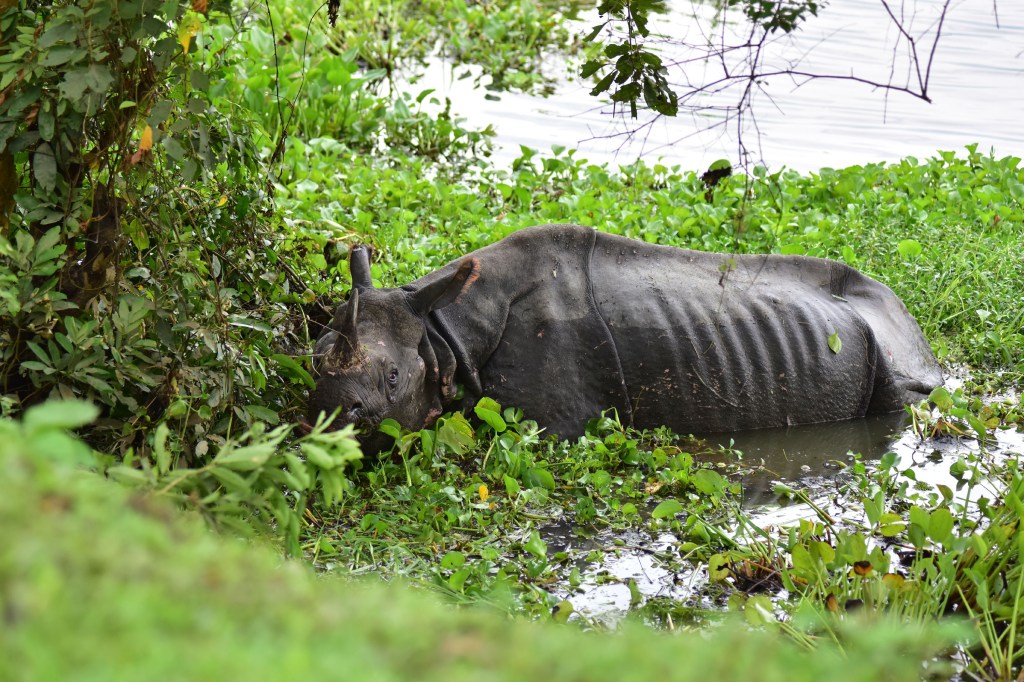 India rhino kaziranga assam floods