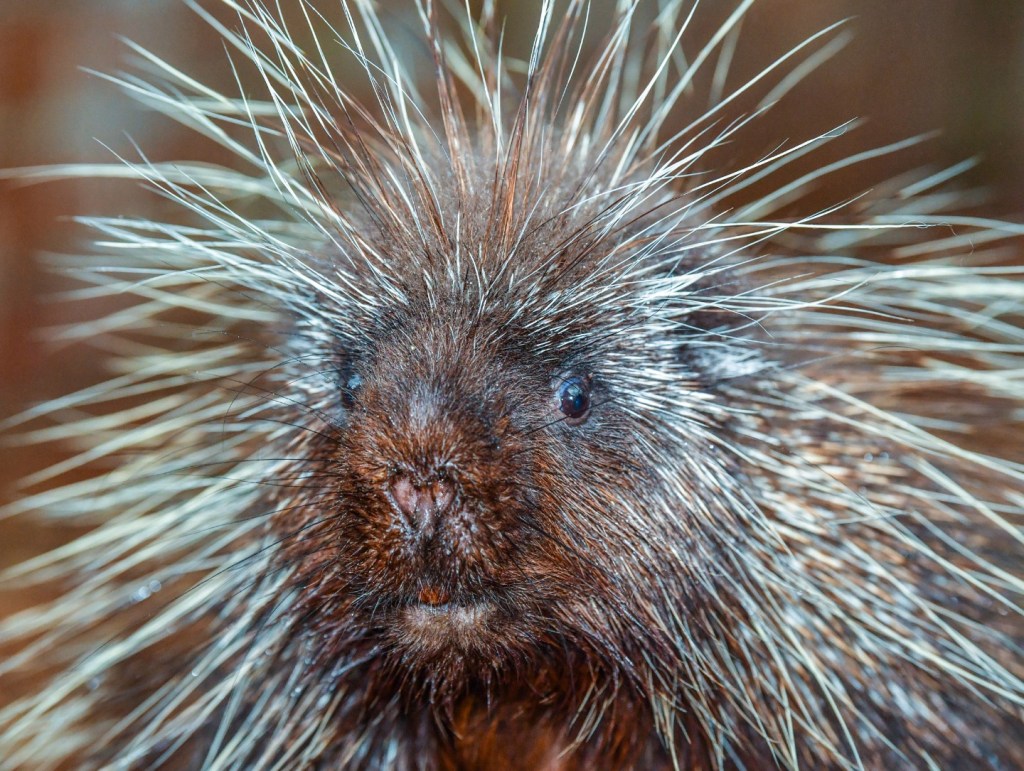 Patrick Pleul/picture-alliance/dpa/AP Images