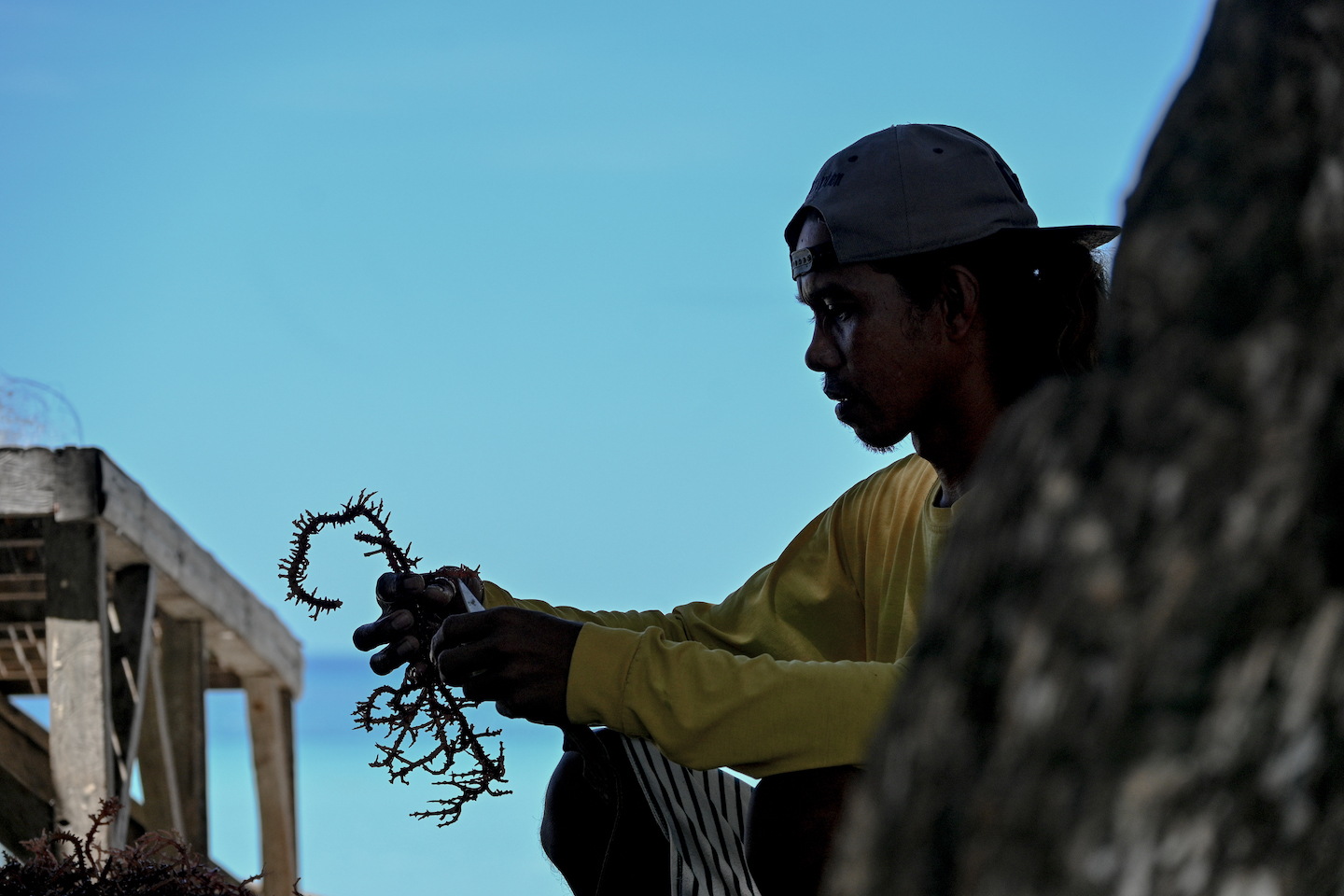 climate-change-covid-threat-livelihood-filipino-seaweed-farmers