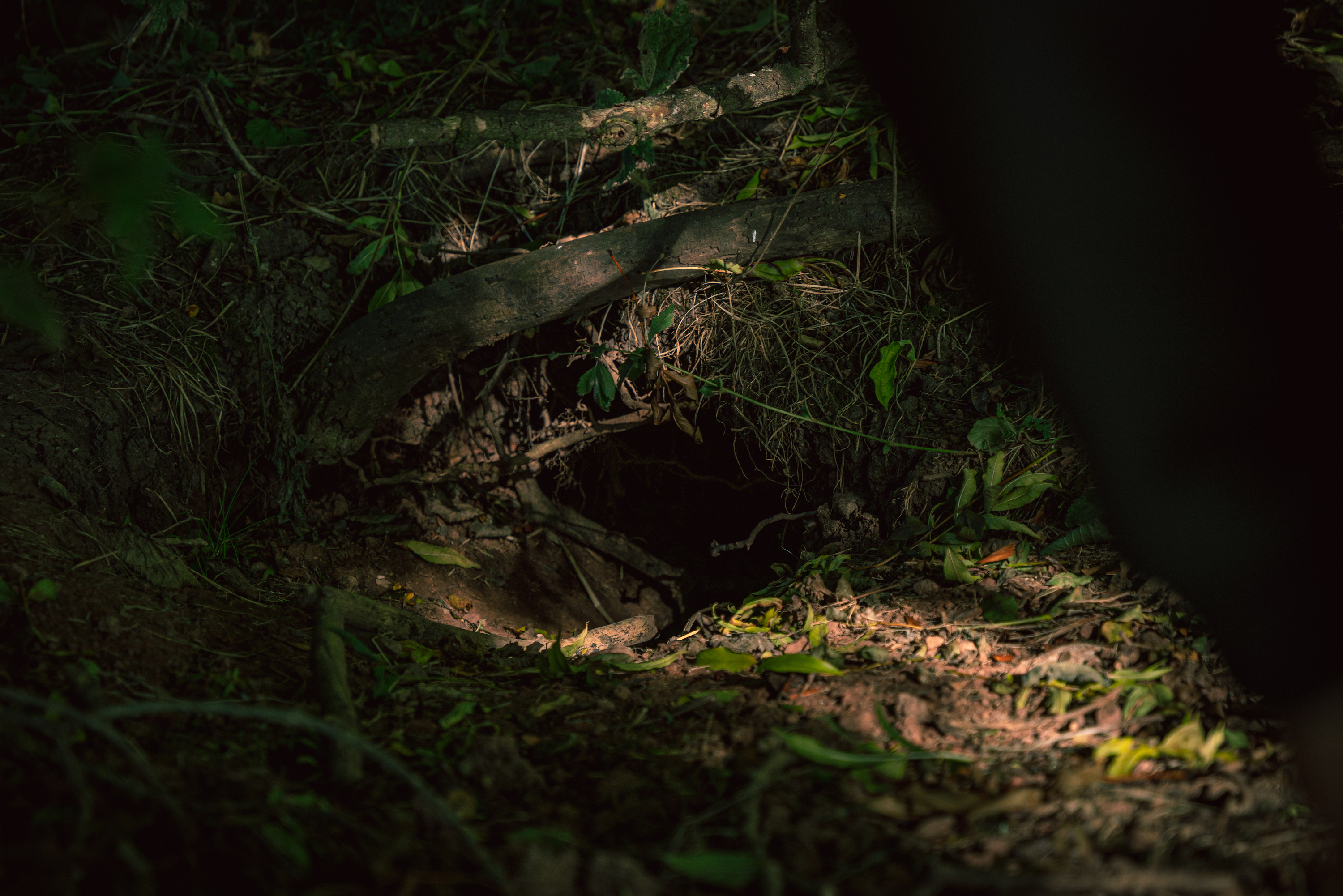The entrance to a badger sett, a network of dens and tunnels that can hold more than a dozen badgers.