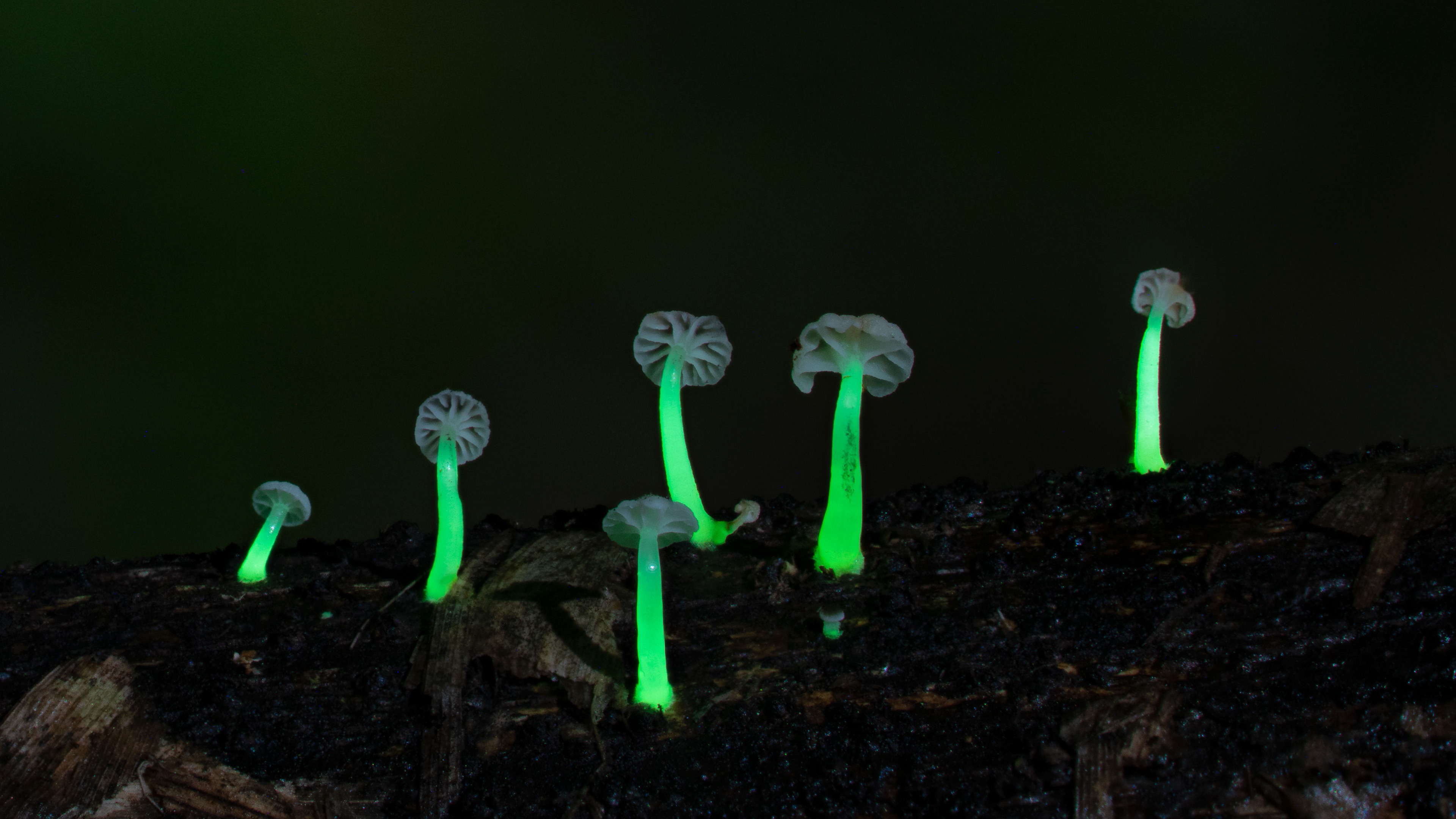 Luminous fungi at Mawlinnong_a new species 1.jpg