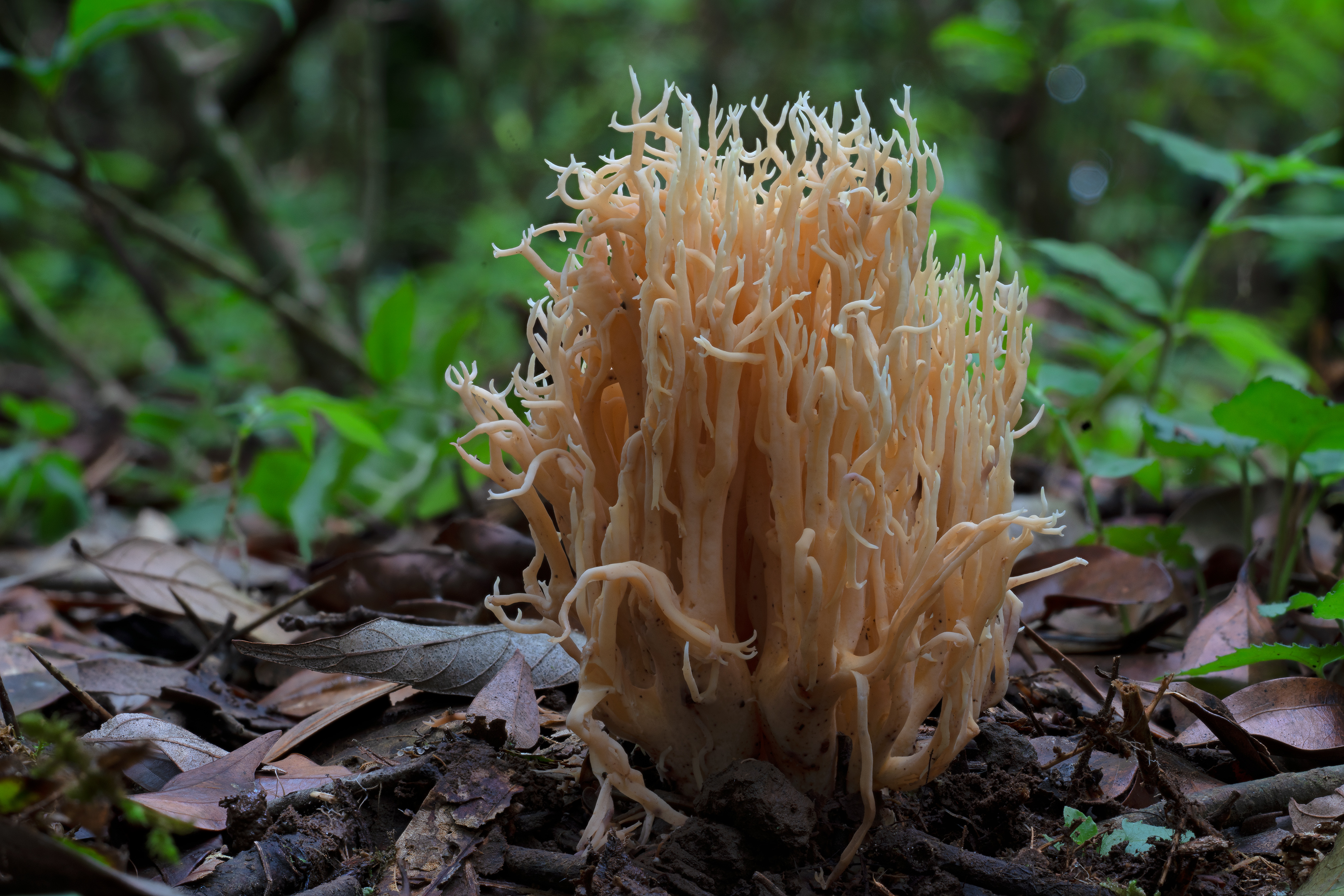 A large edible coral fungus - Ramaria sp.jpg