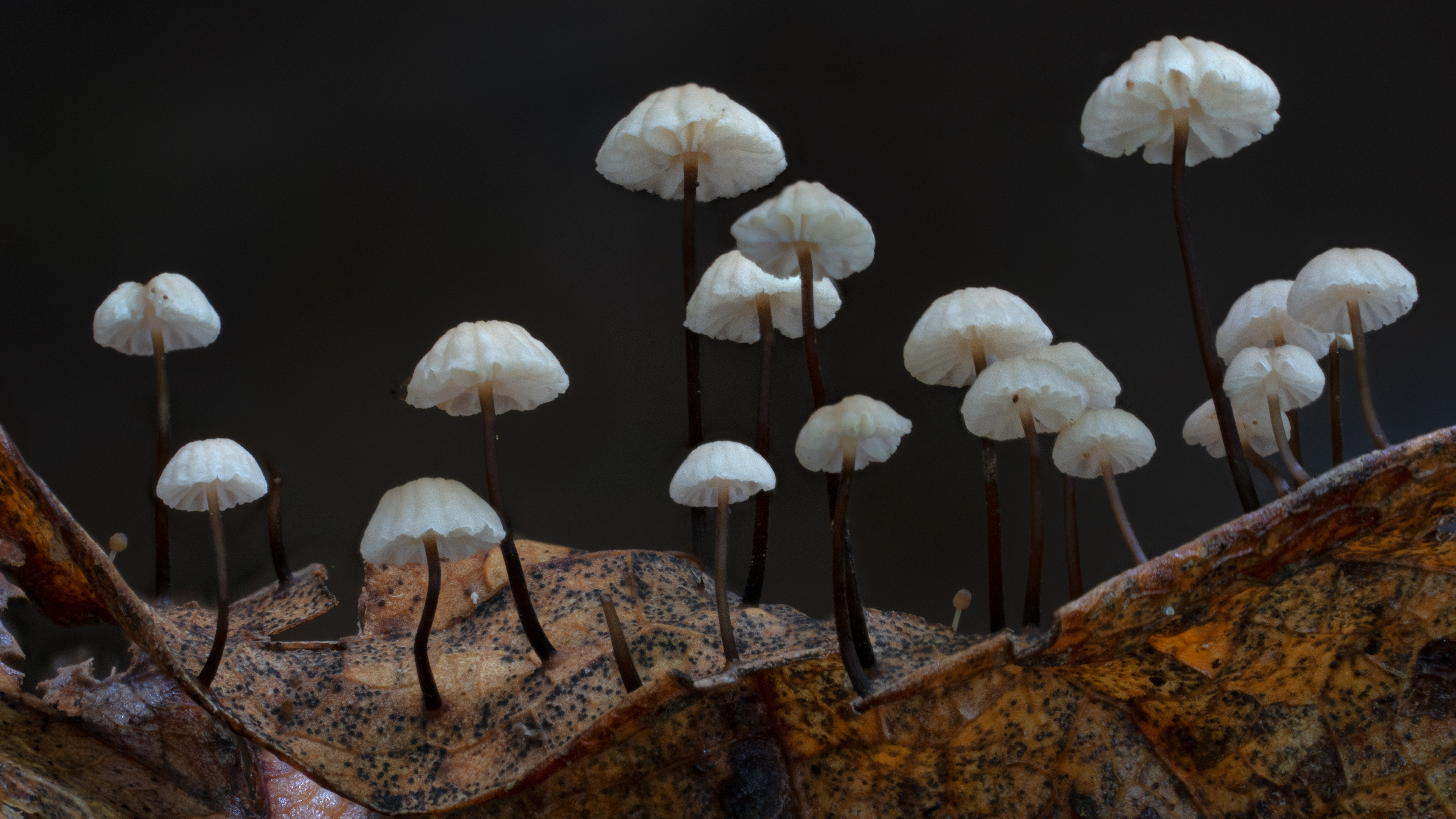 Marasmius sp growing on leaves covered the forest floor.jpg