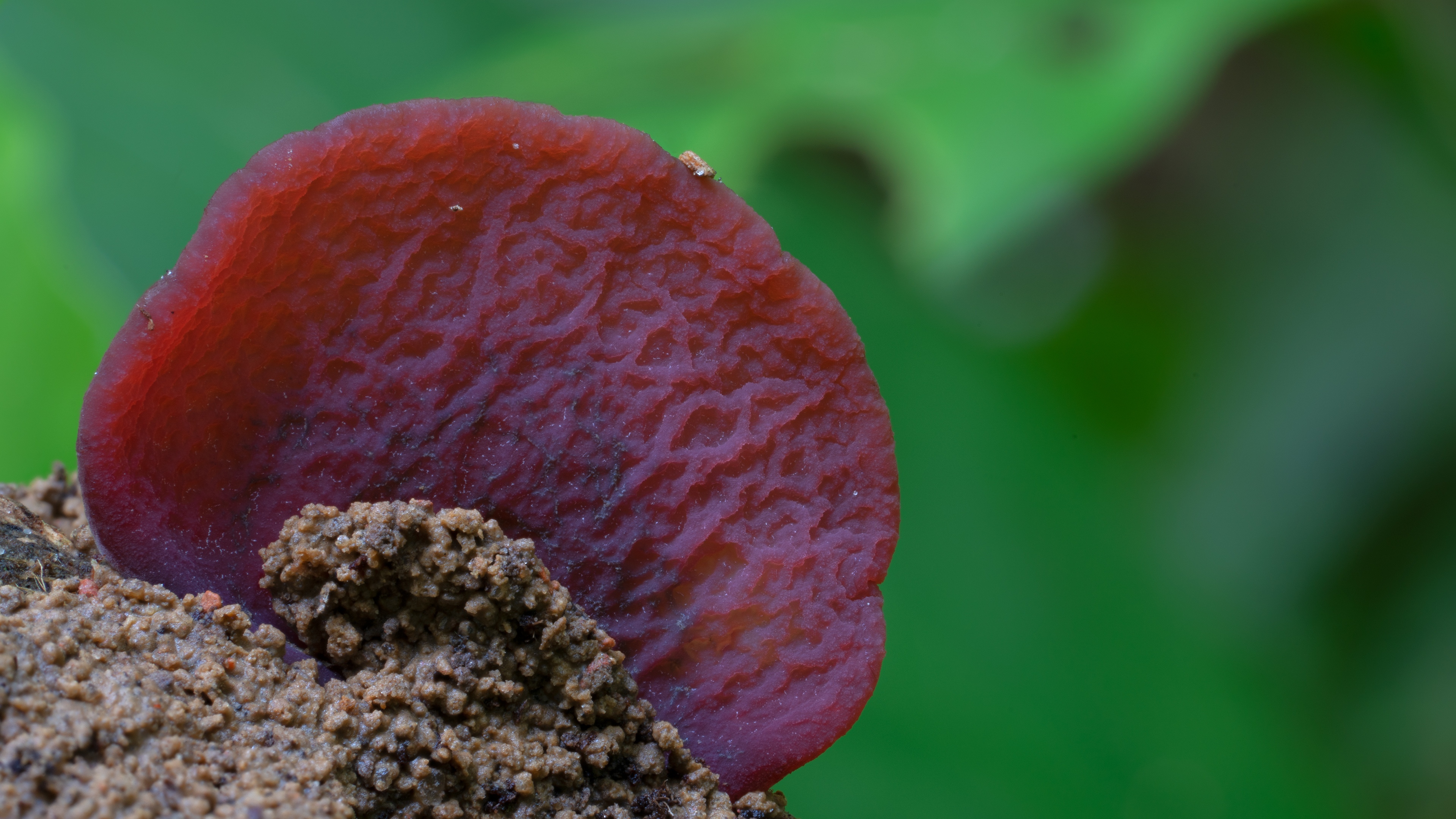 Auricularia delicata - used medicinally in China and India..jpg