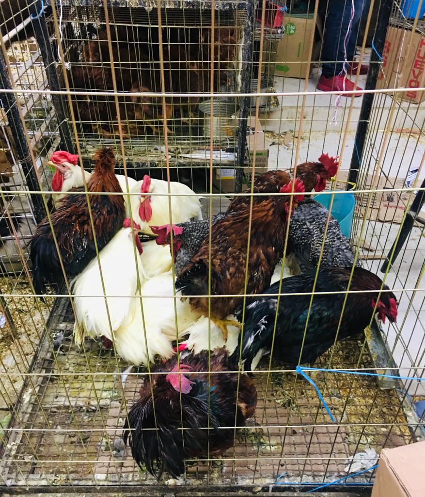 Gallos Mercado de Sonora