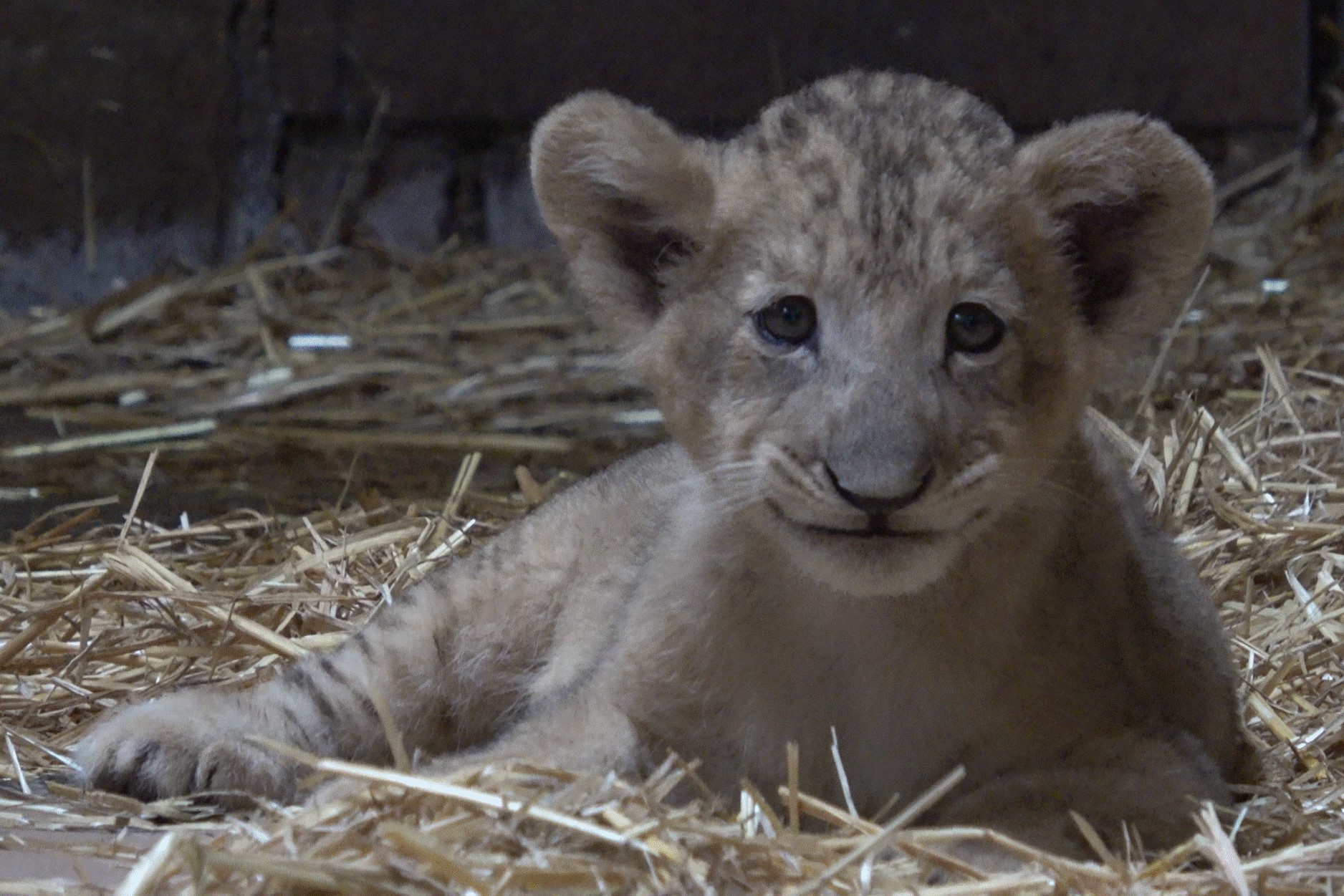 Meet Simba, Singapore’s First Lion Born Through Artificial Insemination