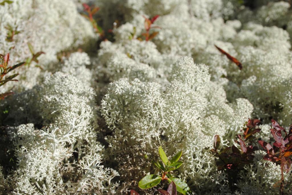 Reindeer lichen. Image: Marta Alonso-Garcia