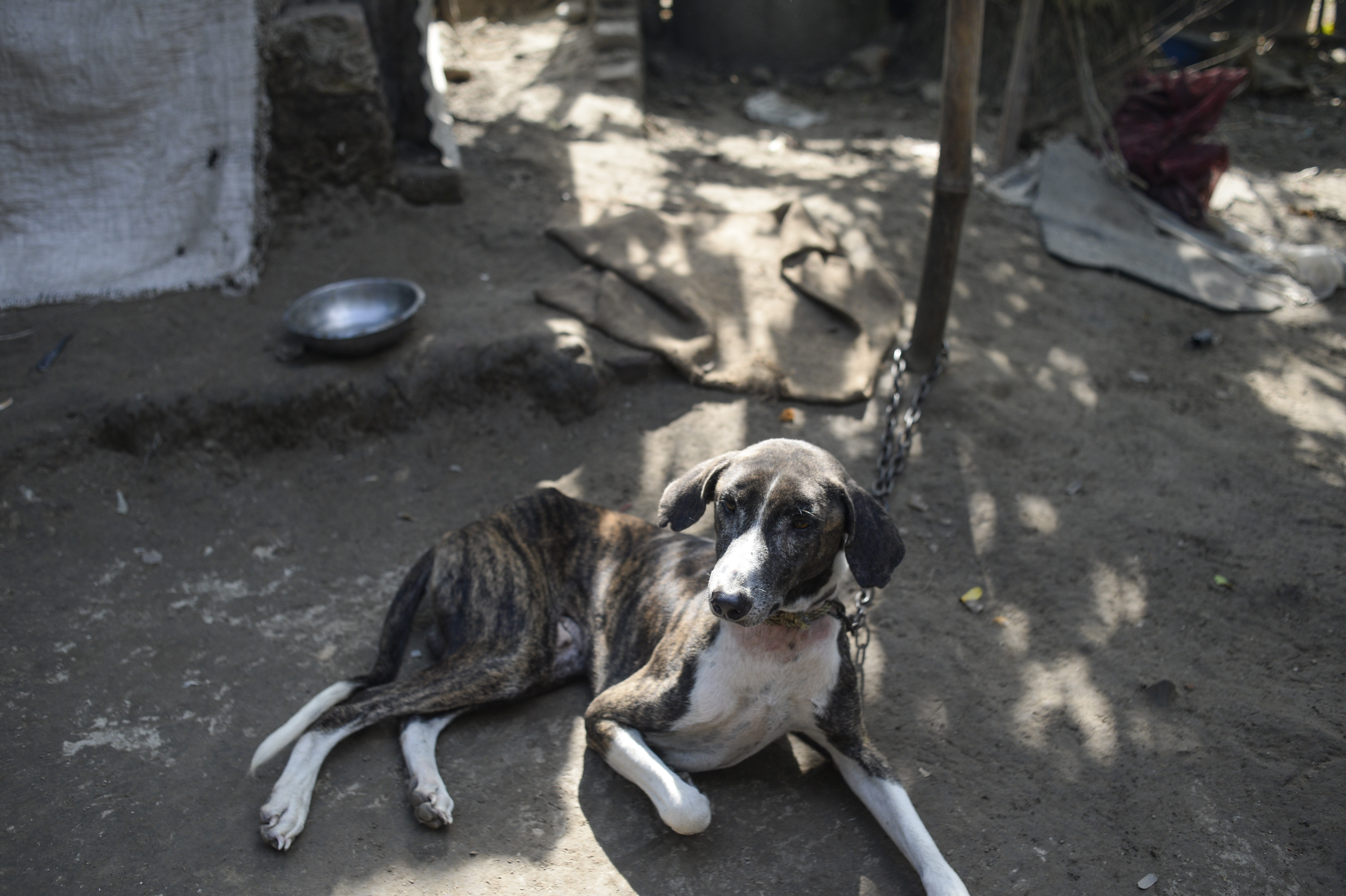 sarail hounds, brothers, bangladesh, rabidas, dog